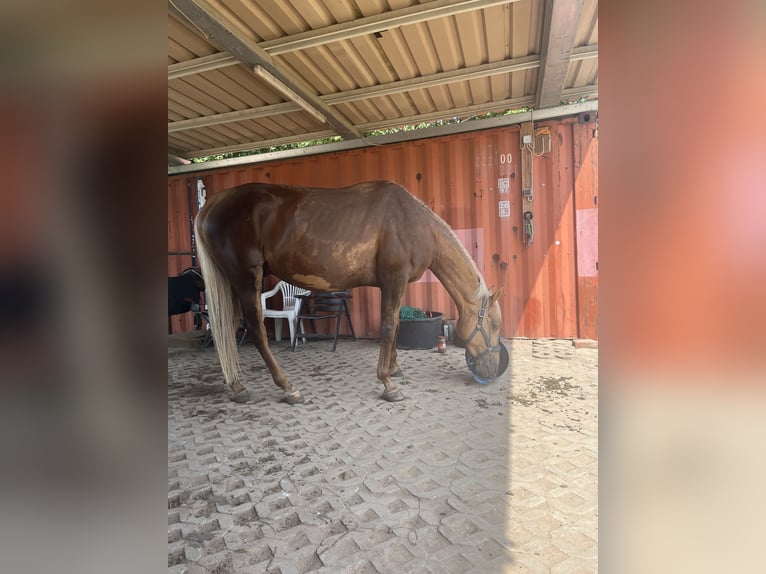 Lusitanos Wallach 5 Jahre 173 cm Palomino in Heilsbronn