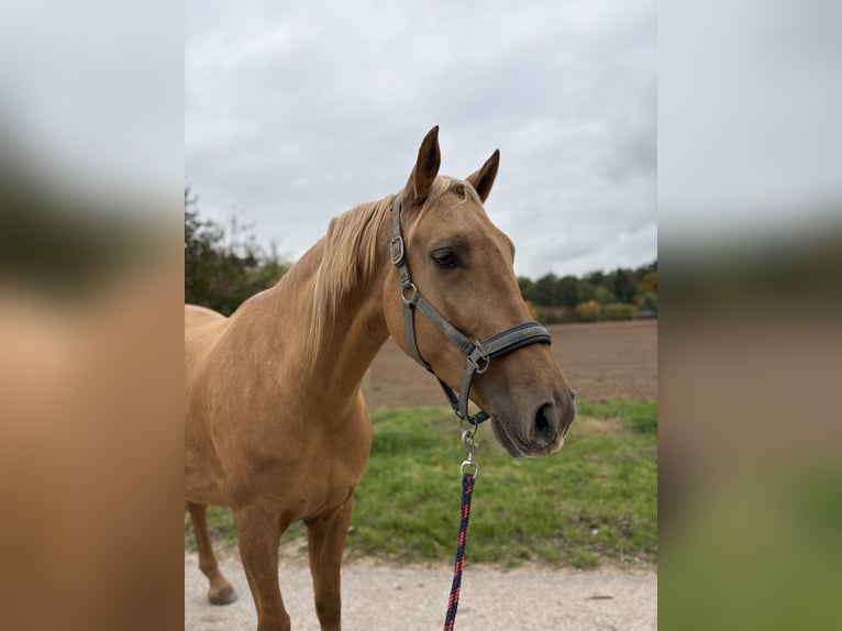 Lusitanos Wallach 5 Jahre 173 cm Palomino in Heilsbronn