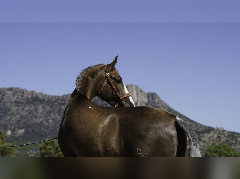 Lusitanos Mix Wallach 5 Jahre 174 cm Palomino in Madrid