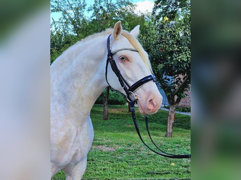 Lusitanos Mix Wallach 6 Jahre 150 cm Cremello in Rechnitz