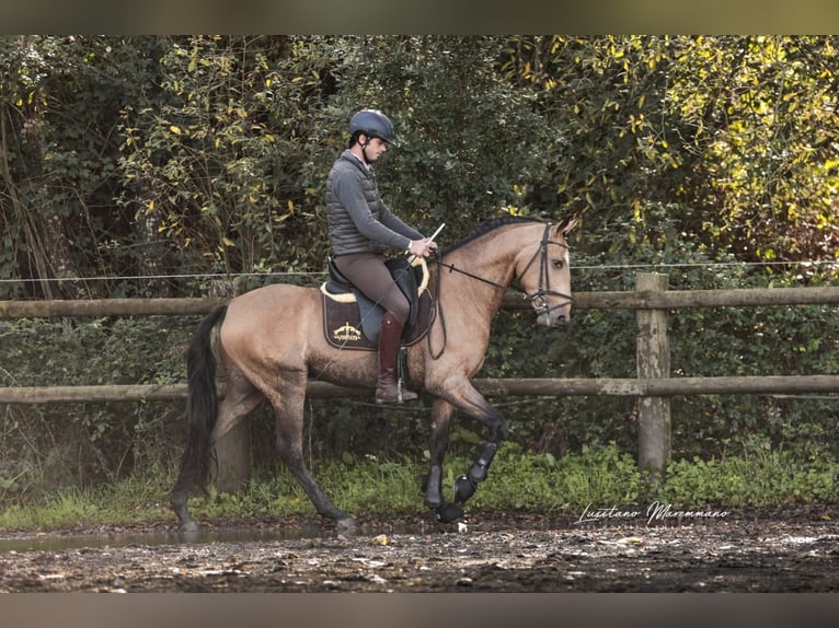 Lusitanos Wallach 6 Jahre 152 cm Buckskin in Rio Maior