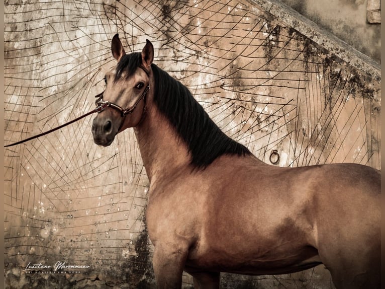 Lusitanos Wallach 6 Jahre 152 cm Buckskin in Samora Correia
