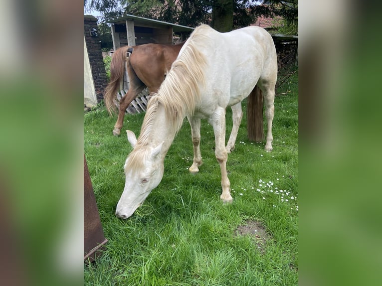 Lusitanos Mix Wallach 6 Jahre 153 cm Cremello in Fröndenberg
