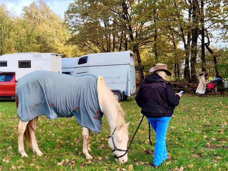 Lusitanos Mix Wallach 6 Jahre 153 cm Cremello in Fröndenberg