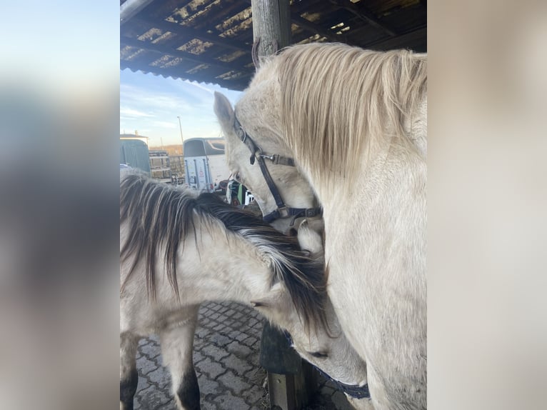 Lusitanos Mix Wallach 6 Jahre 153 cm Cremello in Fröndenberg