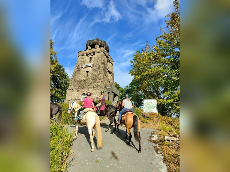 Lusitanos Mix Wallach 6 Jahre 153 cm Cremello in Fröndenberg
