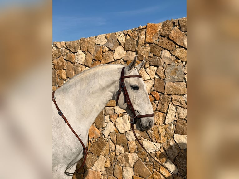 Lusitanos Wallach 6 Jahre 154 cm Schimmel in Caldas da Rainha