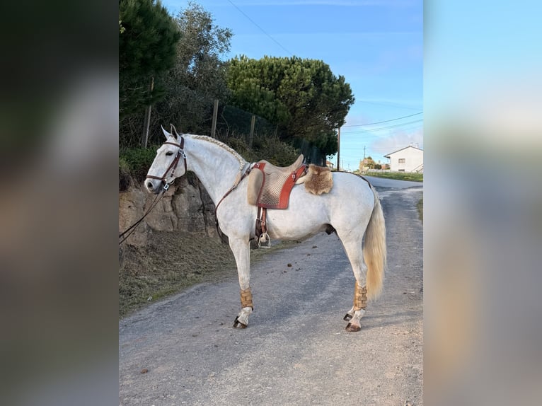 Lusitanos Wallach 6 Jahre 154 cm Schimmel in Caldas da Rainha