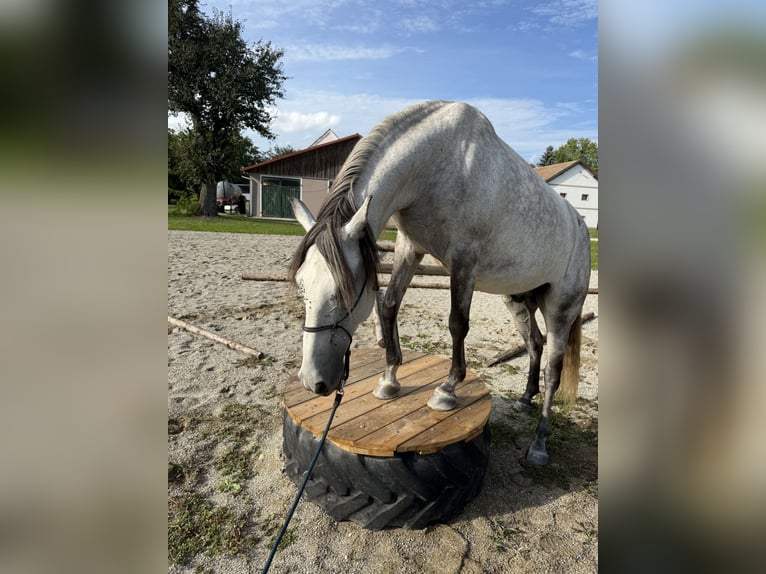 Lusitanos Wallach 6 Jahre 155 cm Apfelschimmel in Neukirchen an der Enknach