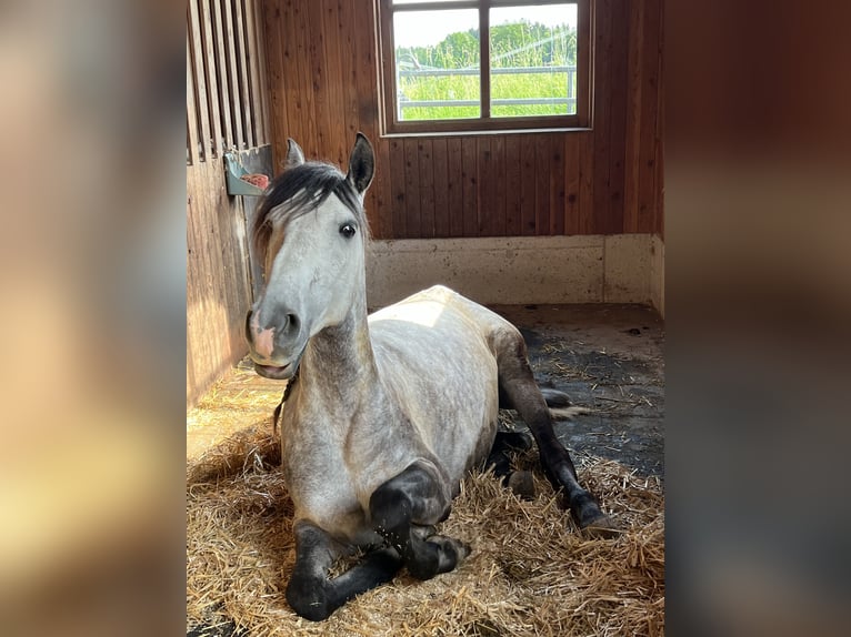 Lusitanos Wallach 6 Jahre 155 cm Apfelschimmel in Neukirchen an der Enknach