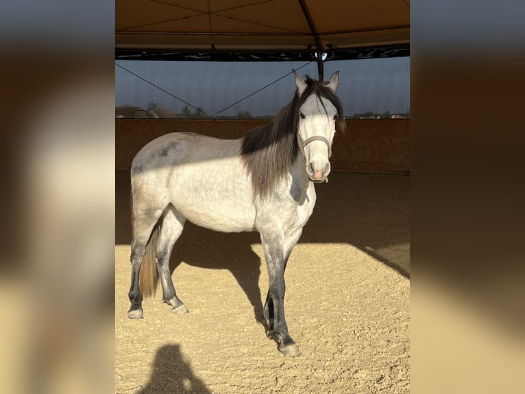 Lusitanos Wallach 6 Jahre 155 cm Apfelschimmel in Neukirchen an der Enknach