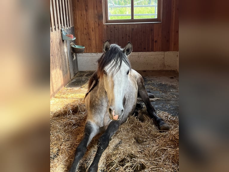 Lusitanos Wallach 6 Jahre 155 cm Apfelschimmel in Neukirchen an der Enknach