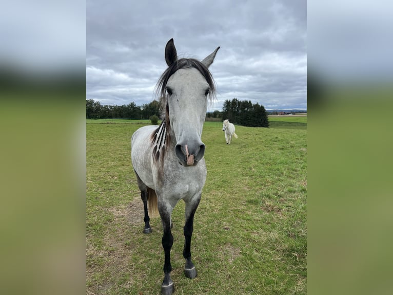 Lusitanos Wallach 6 Jahre 155 cm Apfelschimmel in Neukirchen an der Enknach