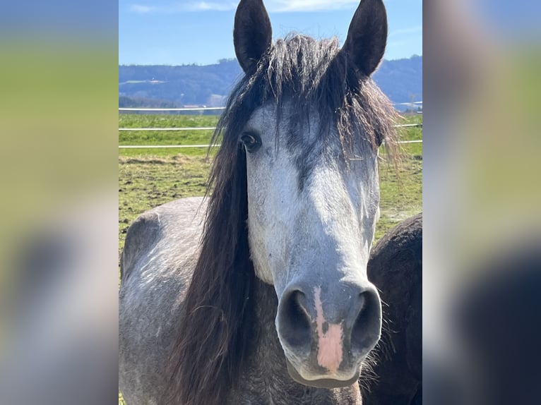 Lusitanos Wallach 6 Jahre 155 cm Apfelschimmel in Neukirchen an der Enknach