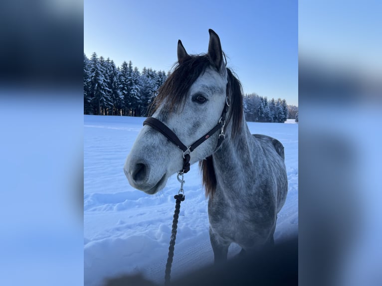 Lusitanos Wallach 6 Jahre 155 cm Apfelschimmel in Neukirchen an der Enknach