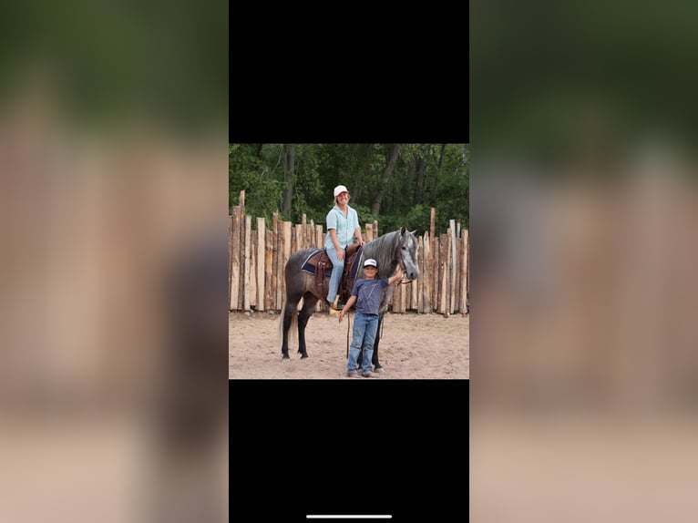 Lusitanos Wallach 6 Jahre 155 cm Schimmel in Camp Verde