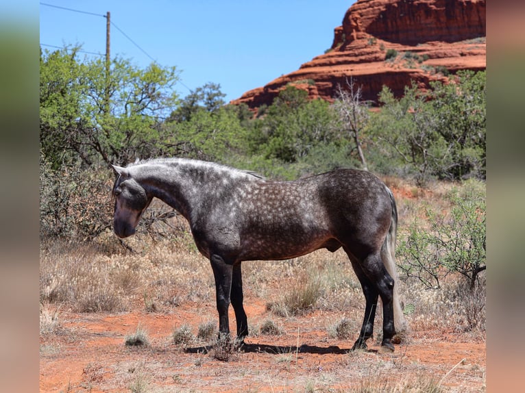 Lusitanos Wallach 6 Jahre 155 cm Schimmel in Camp Verde