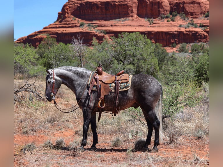 Lusitanos Wallach 6 Jahre 155 cm Schimmel in Camp Verde