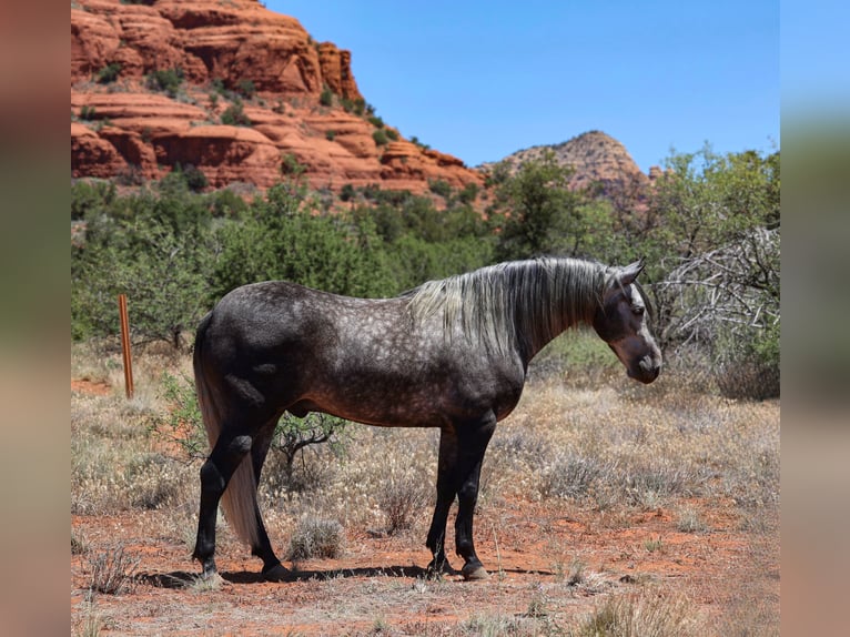 Lusitanos Wallach 6 Jahre 155 cm Schimmel in Camp Verde