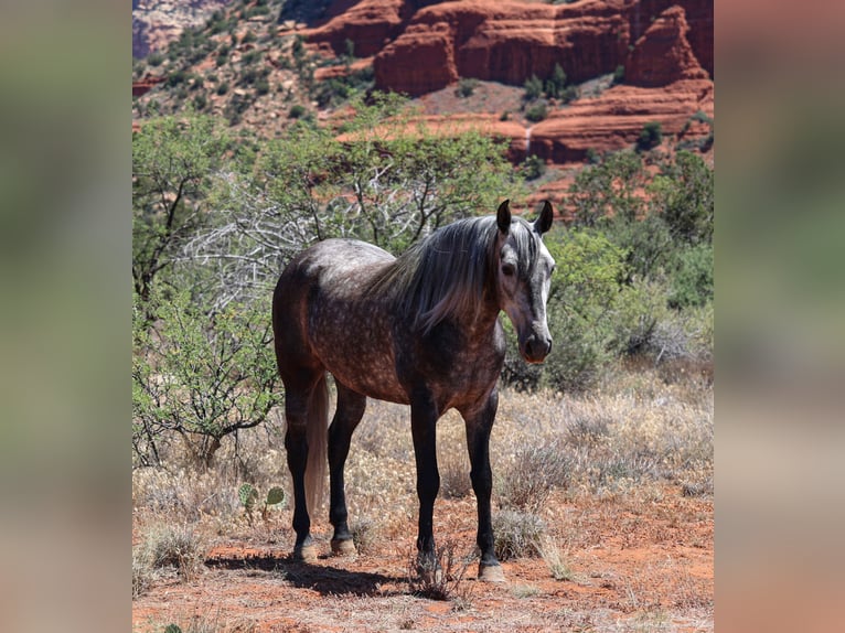 Lusitanos Wallach 6 Jahre 155 cm Schimmel in Camp Verde