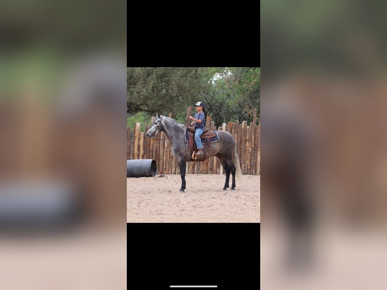Lusitanos Wallach 6 Jahre 155 cm Schimmel in Camp Verde
