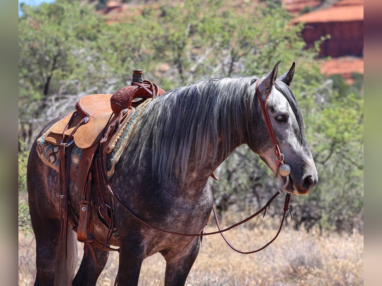 Lusitanos Wallach 6 Jahre 155 cm Schimmel in Camp Verde