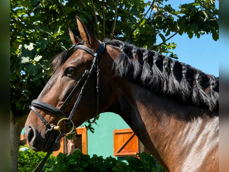 Lusitanos Wallach 6 Jahre 157 cm Brauner in Porto