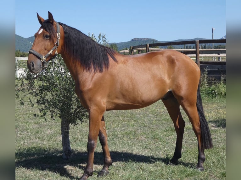 Lusitanos Wallach 6 Jahre 158 cm Brauner in Marsanne