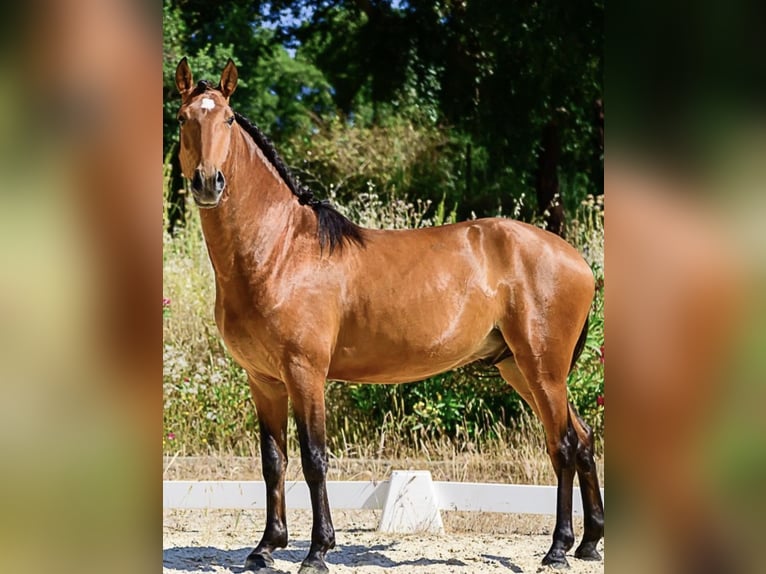 Lusitanos Wallach 6 Jahre 158 cm Brauner in Marsanne
