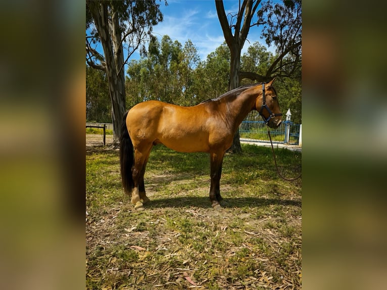 Lusitanos Wallach 6 Jahre 158 cm Buckskin in Rio Maior