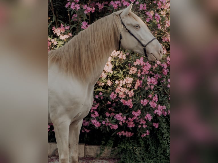 Lusitanos Wallach 6 Jahre 158 cm Cremello in Vila Viçosa