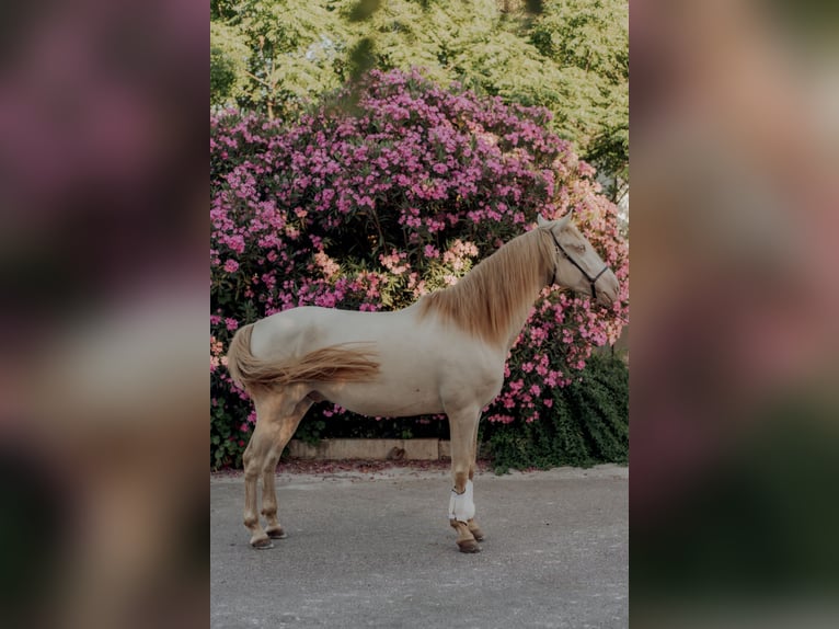 Lusitanos Wallach 6 Jahre 158 cm Cremello in Vila Viçosa