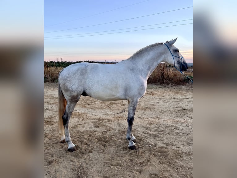 Lusitanos Wallach 6 Jahre 158 cm Schimmel in Almonte