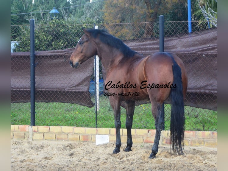 Lusitanos Wallach 6 Jahre 159 cm Dunkelbrauner in Vejer de la Frontera
