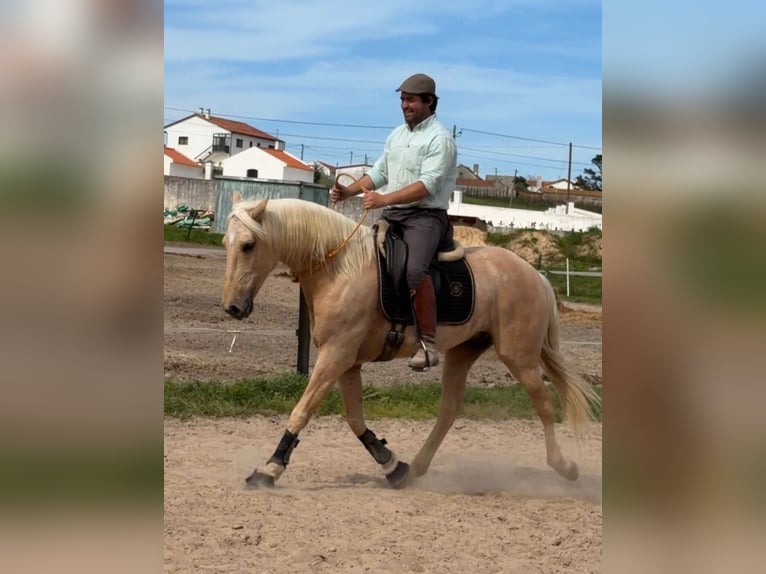 Lusitanos Wallach 6 Jahre 159 cm Palomino in Caldas da Rainha