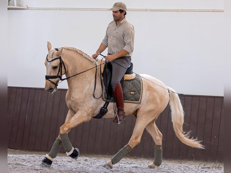 Lusitanos Wallach 6 Jahre 159 cm Palomino in Rio Maior
