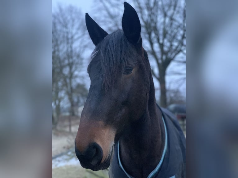 Lusitanos Wallach 6 Jahre 159 cm Schwarzbrauner in Daldorf