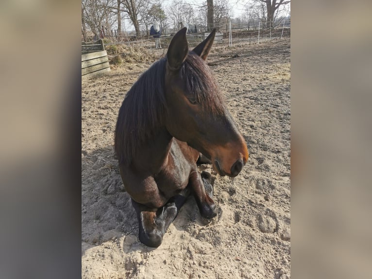 Lusitanos Wallach 6 Jahre 159 cm Schwarzbrauner in Daldorf