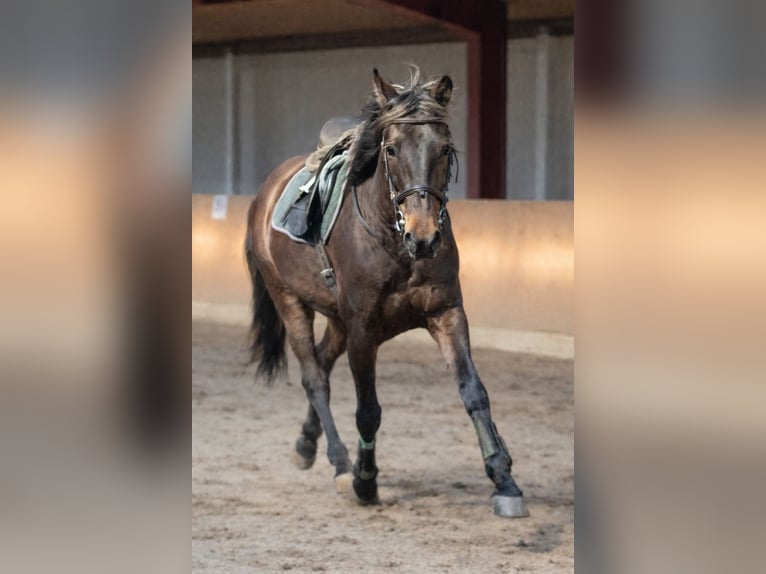 Lusitanos Wallach 6 Jahre 159 cm Schwarzbrauner in Daldorf