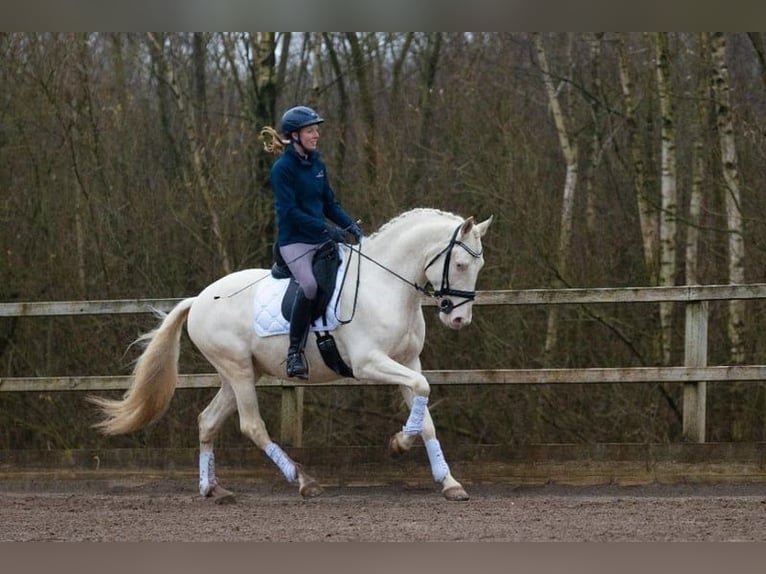 Lusitanos Wallach 6 Jahre 161 cm Cremello in Bad Axe Michigan