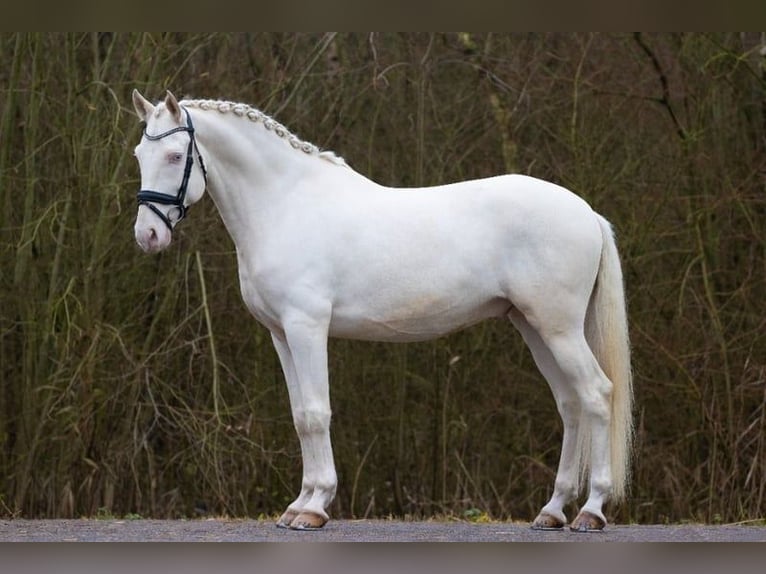 Lusitanos Wallach 6 Jahre 161 cm Cremello in Bad Axe Michigan
