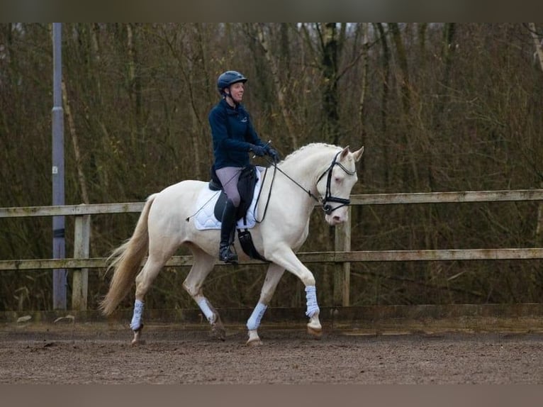 Lusitanos Wallach 6 Jahre 161 cm Cremello in Bad Axe Michigan