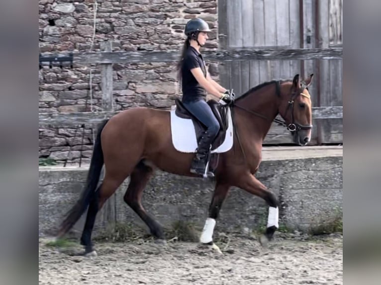 Lusitanos Wallach 6 Jahre 162 cm Brauner in Saint-Malon-sur-Mel