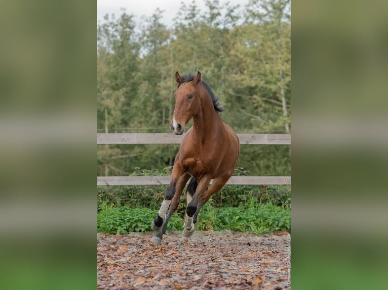 Lusitanos Wallach 6 Jahre 162 cm Brauner in Saint-Malon-sur-Mel