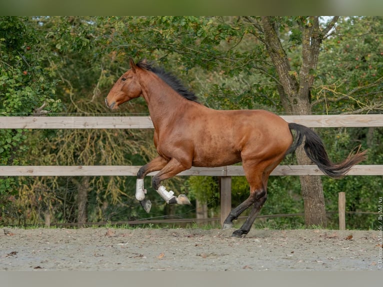 Lusitanos Wallach 6 Jahre 162 cm Brauner in Saint-Malon-sur-Mel