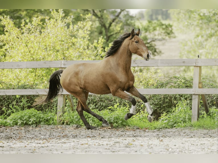 Lusitanos Wallach 6 Jahre 162 cm Brauner in Saint-Malon-sur-Mel