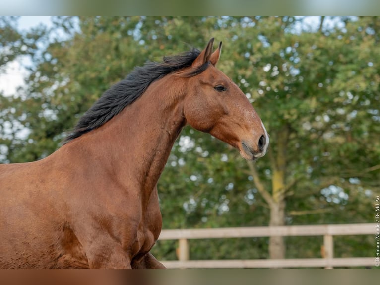 Lusitanos Wallach 6 Jahre 162 cm Brauner in Saint-Malon-sur-Mel