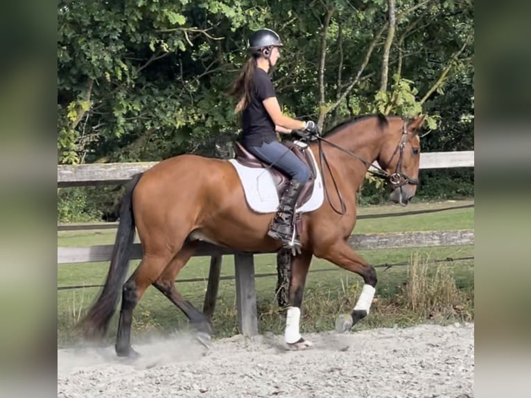 Lusitanos Wallach 6 Jahre 162 cm Brauner in Saint-Malon-sur-Mel