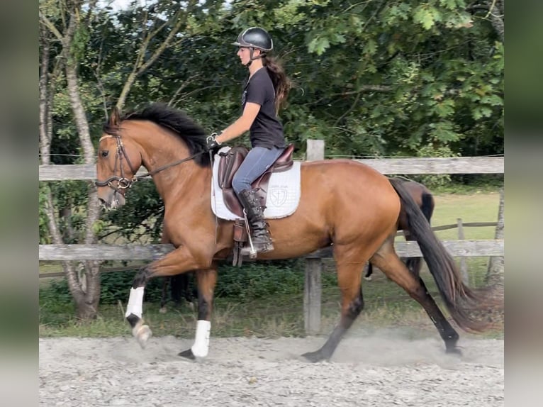 Lusitanos Wallach 6 Jahre 162 cm Brauner in Saint-Malon-sur-Mel