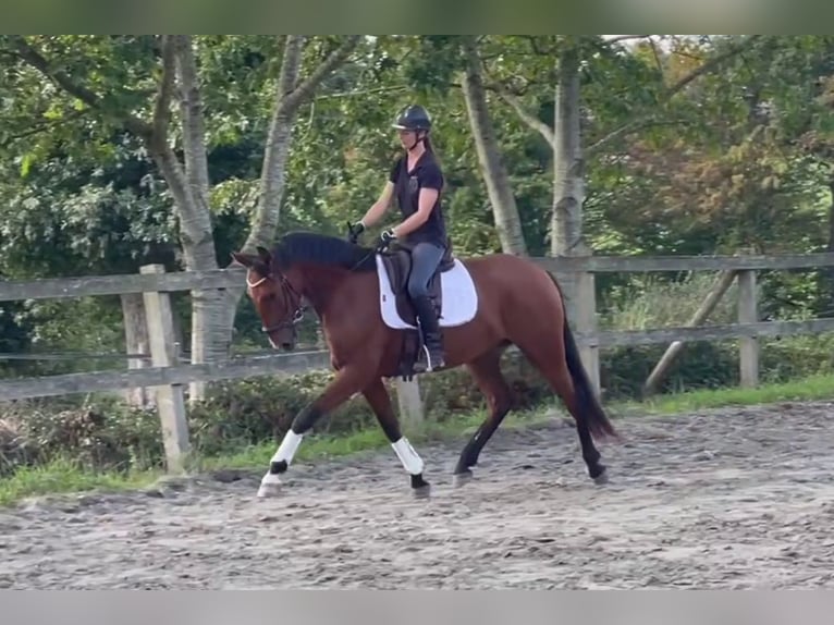 Lusitanos Wallach 6 Jahre 162 cm Brauner in Saint-Malon-sur-Mel